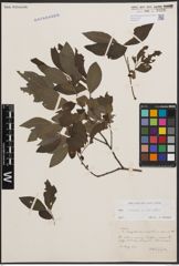 Foto von Salix cinerea L. x Salix viminalis L.